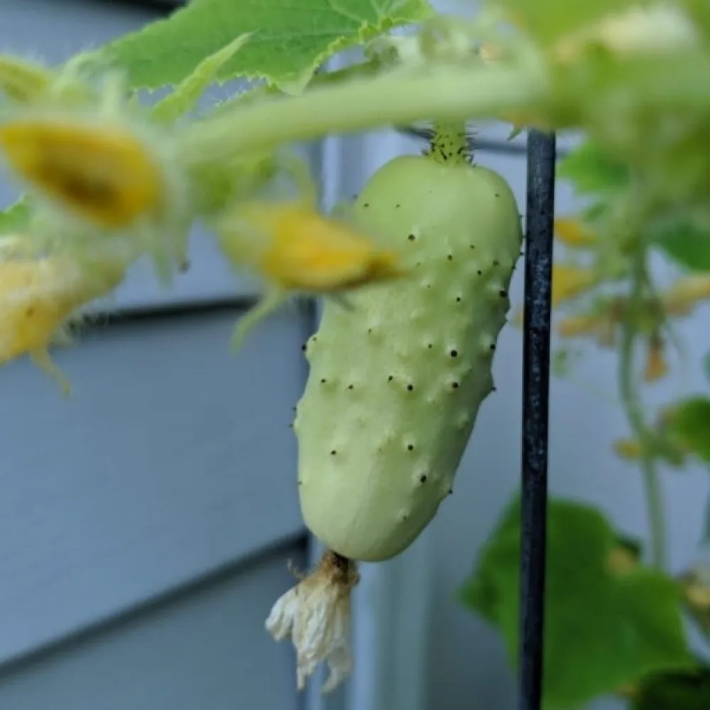 Avomaankurkku 'Rodniciok' F1