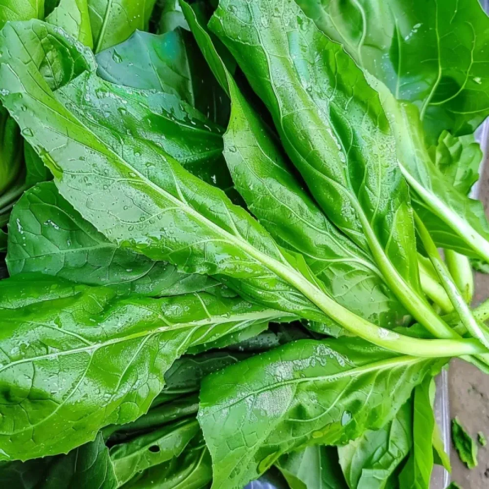Sikuri 'Spadona' versoiksi