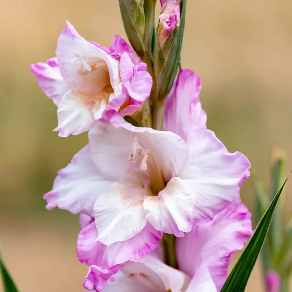 Miekkalilja 'Carine Nanus'