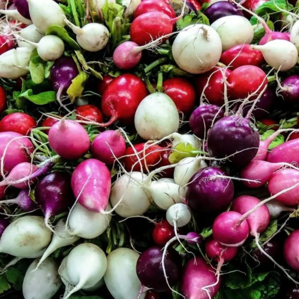 Retiisi 'Easter Eggs' (sekoitus)