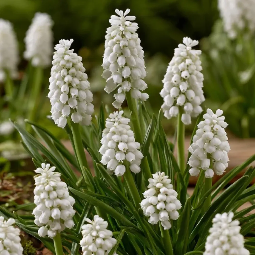 Helmililja 'Botryoides Album'