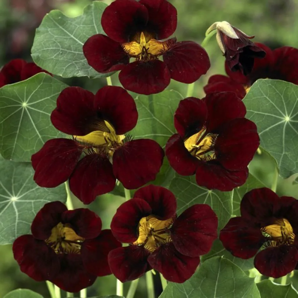 Köynnöskrassi 'Black Velvet'