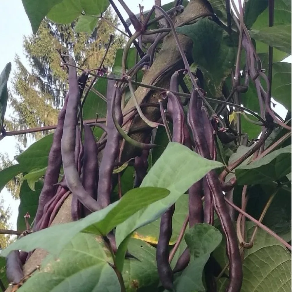 Salkopapu 'Blauhilde'