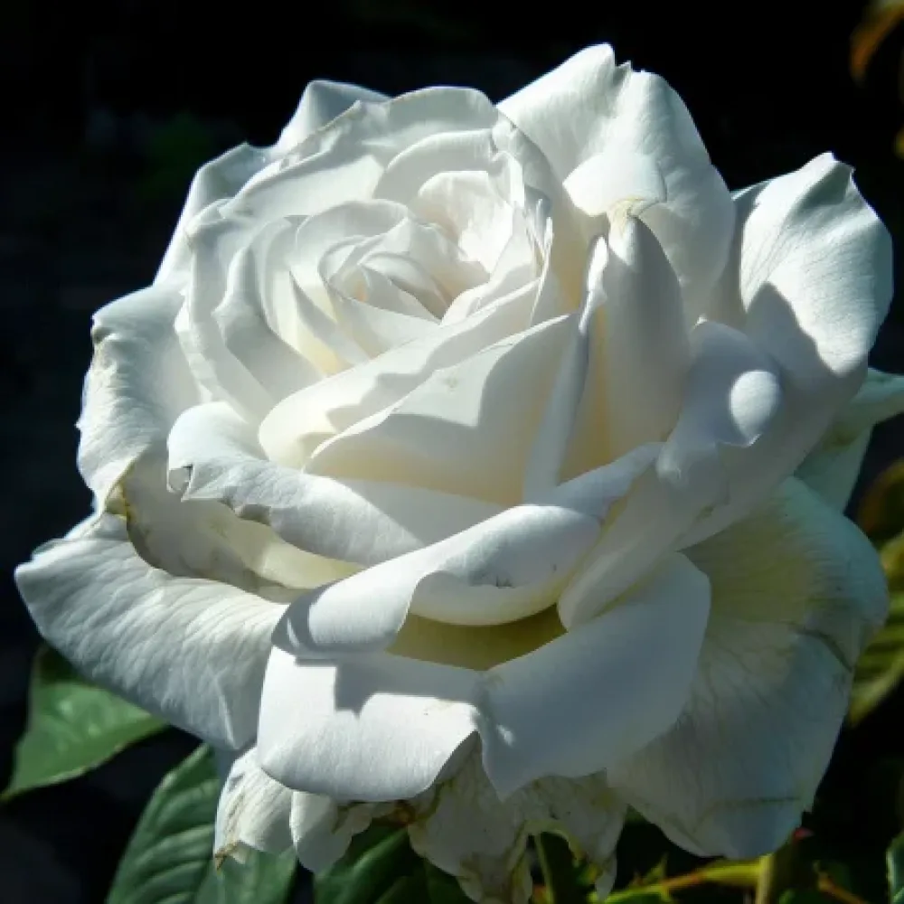 Ruusu 'Cream Elegance'
