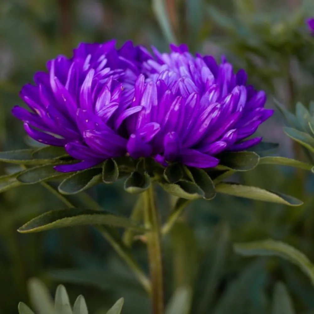 Kesäasteri 'Apollonia' – violetti