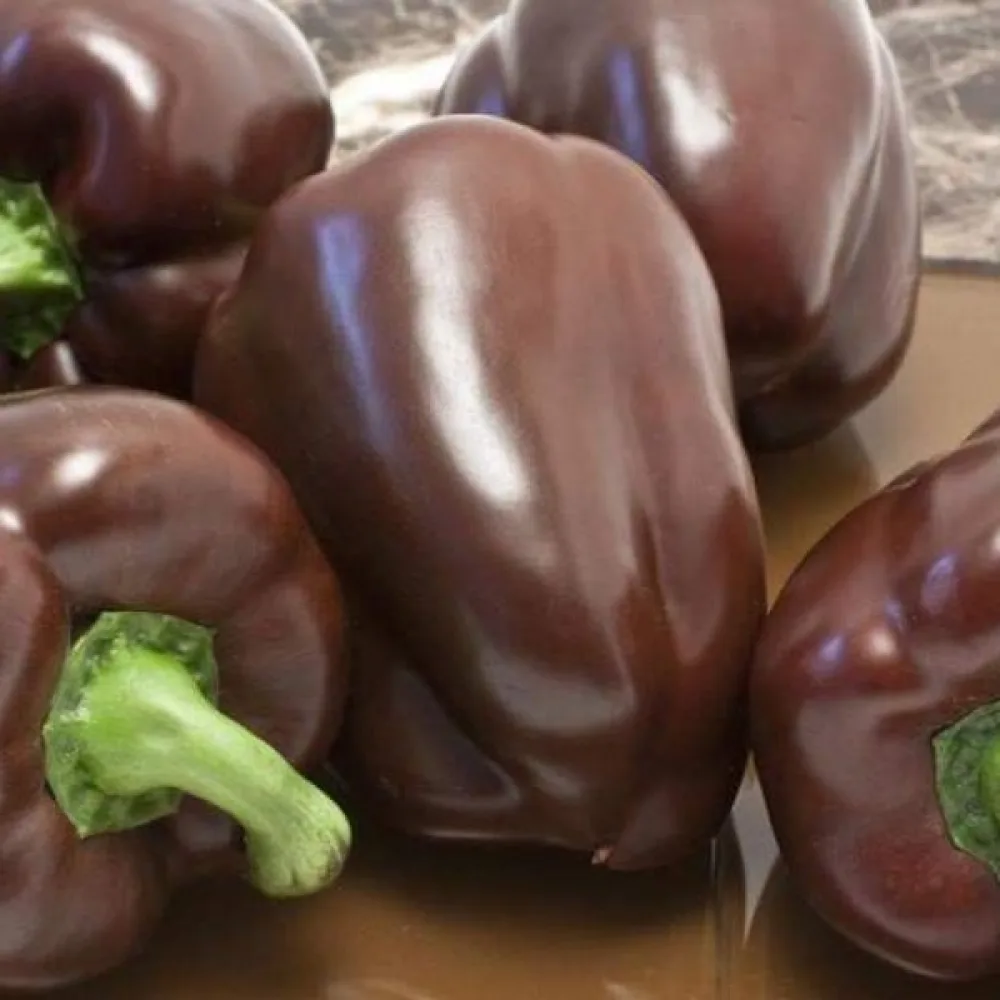 Paprika 'Chocolate'