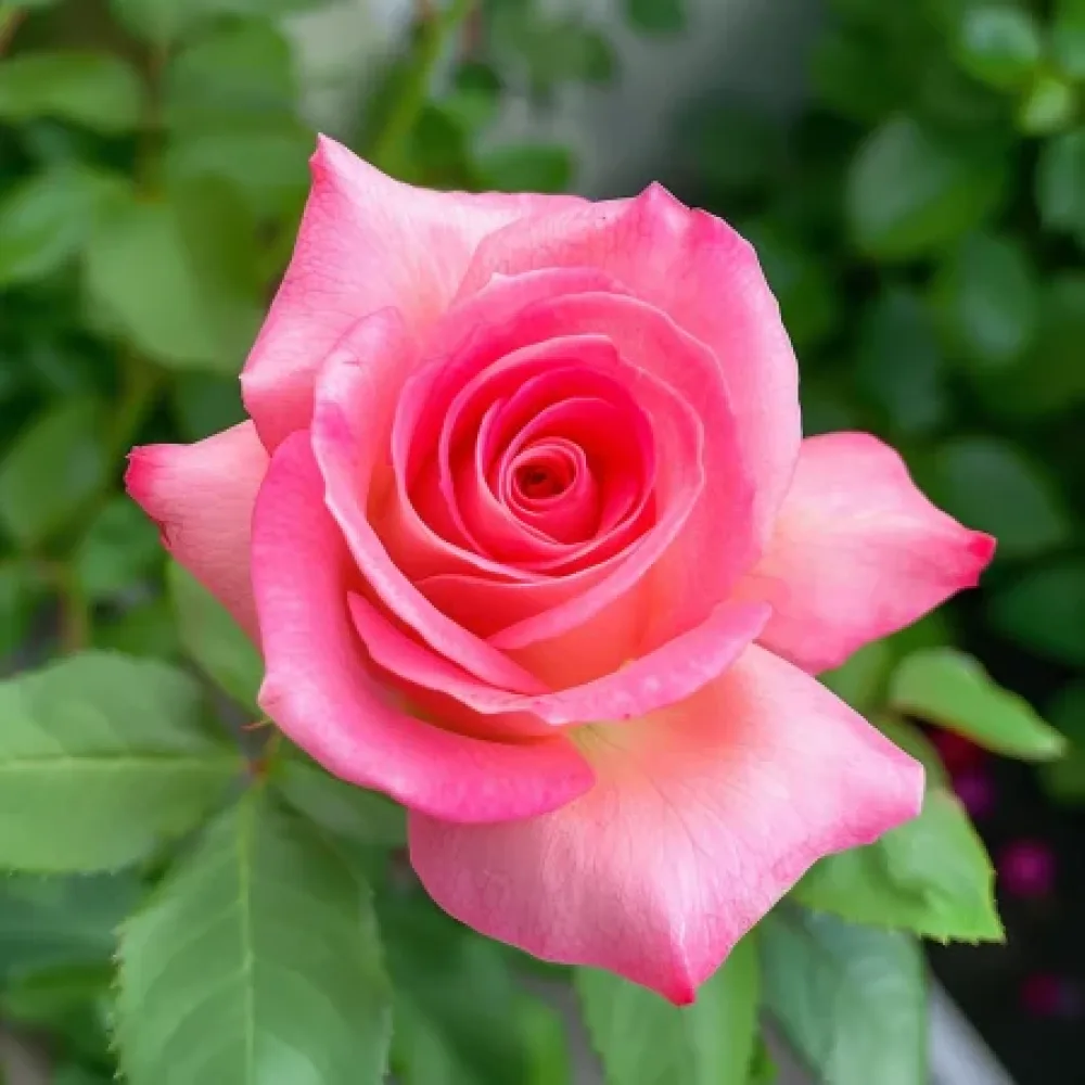Ruusu 'Pink Snowflake' – paljasjuurinen