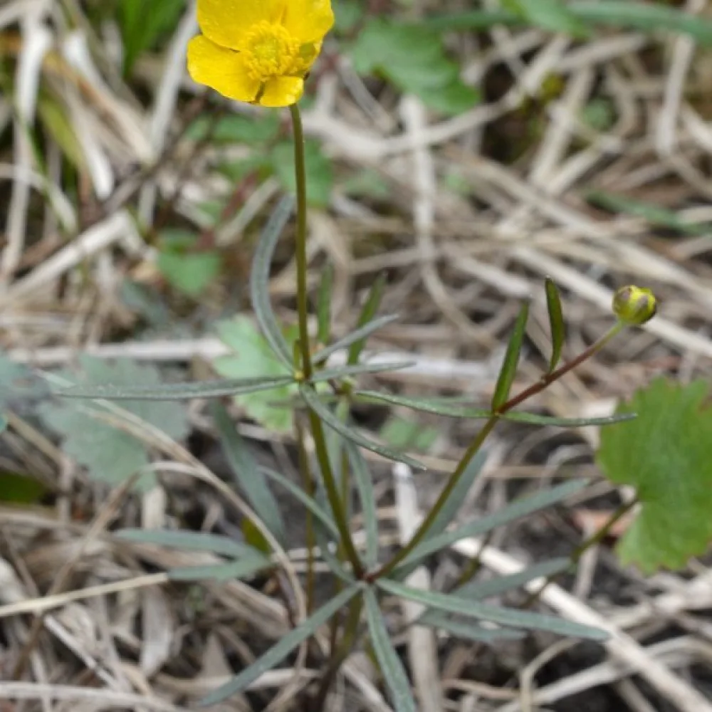 Kevätleinikki
