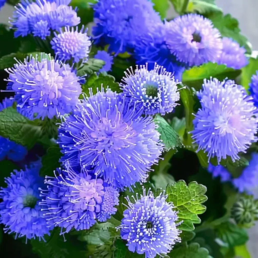 Sinipiippo 'Leda'