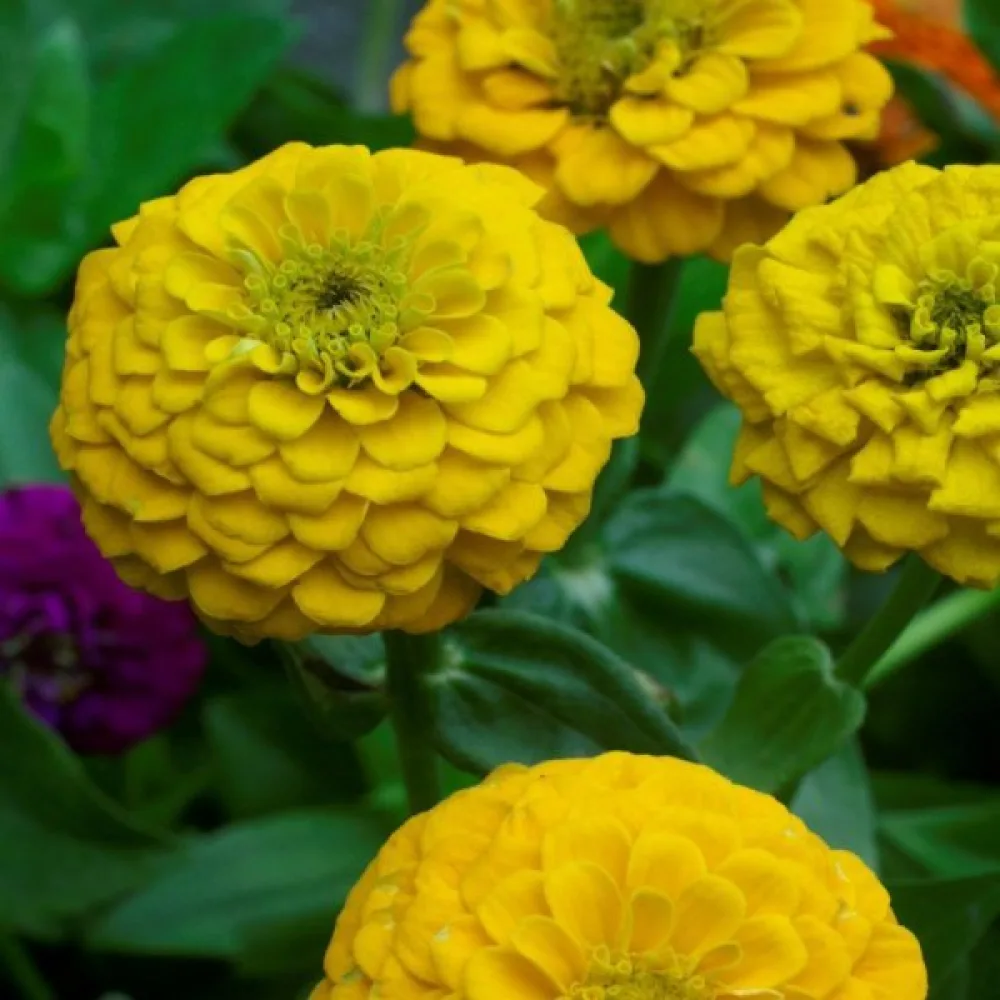 Tarhatsinnia 'Golden Gem'
