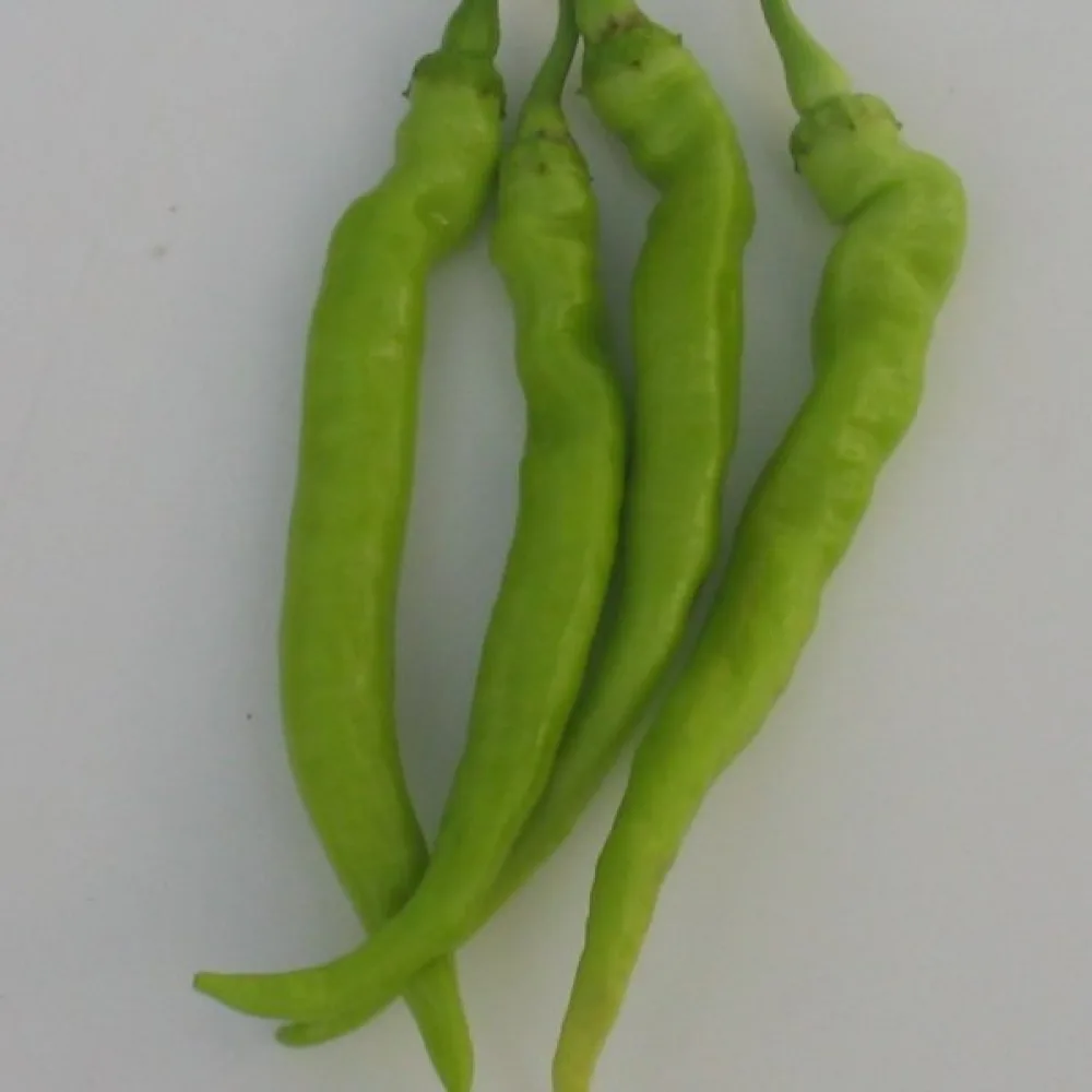 Paprika 'Sigaretta Biondo Lombardo'