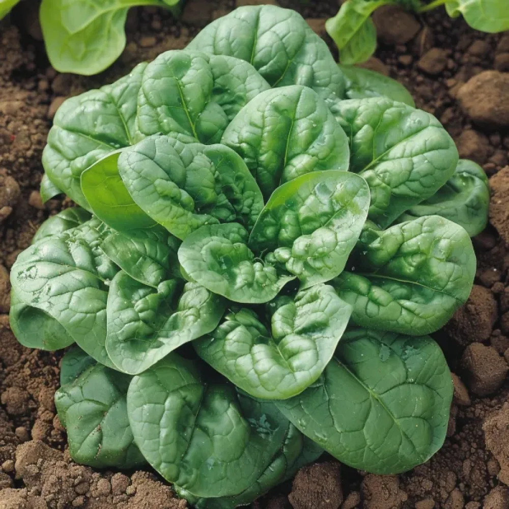 Pinaatti 'Orbita F1'