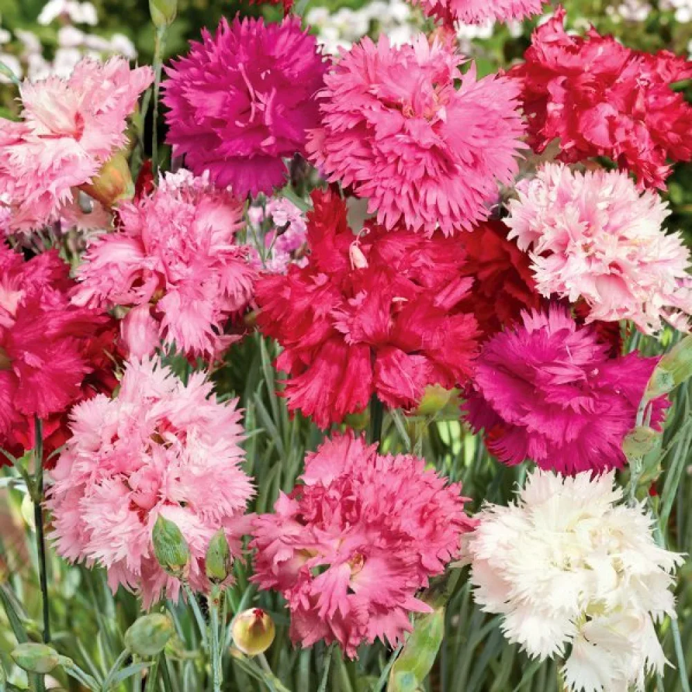 Sulkaneilikka 'Spring Beauty' – seos