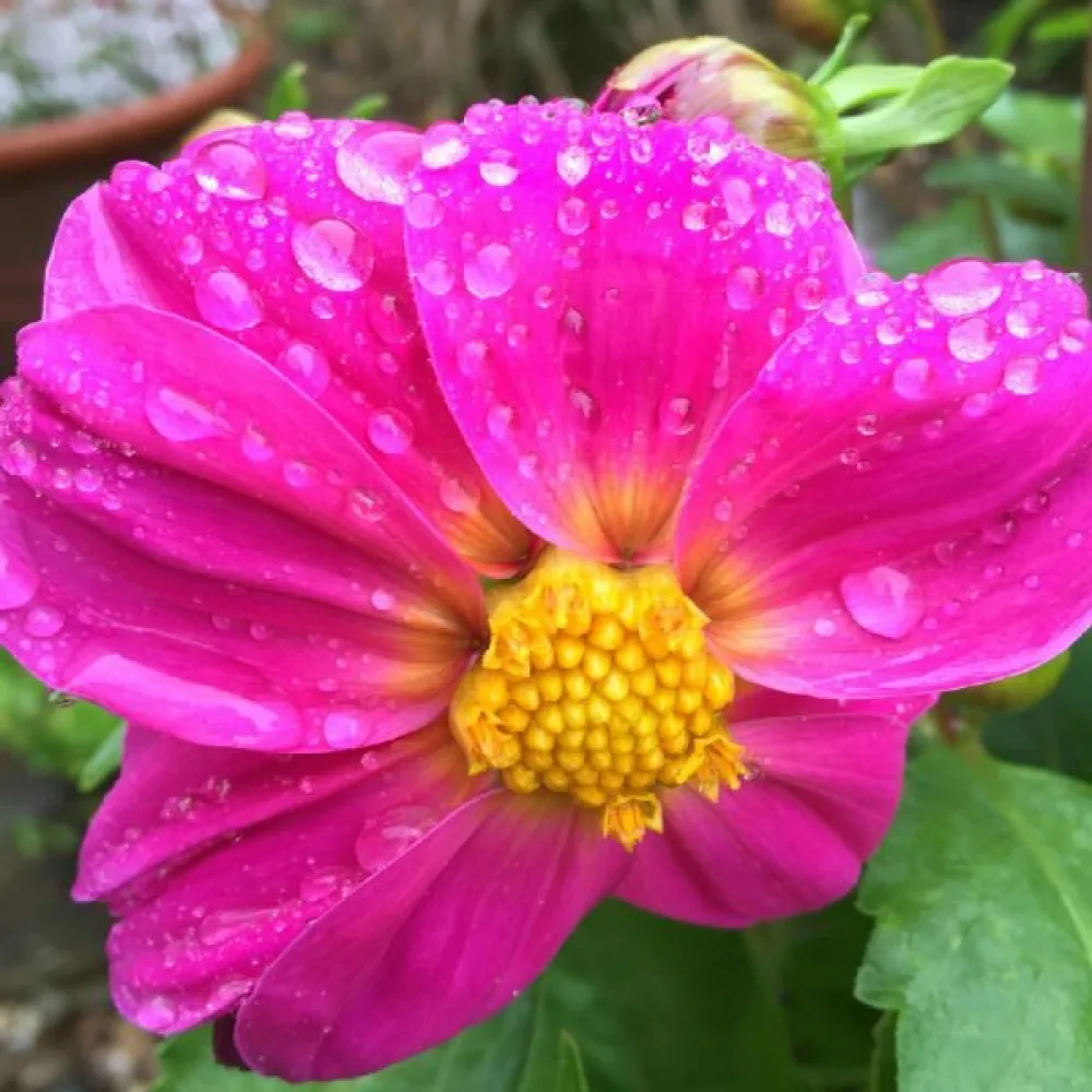 Matala daalia 'Mignon Rose Shades'