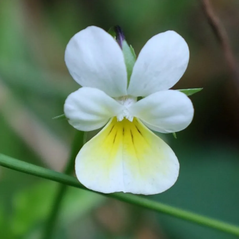 Pelto-orvokki Viola arvensis
