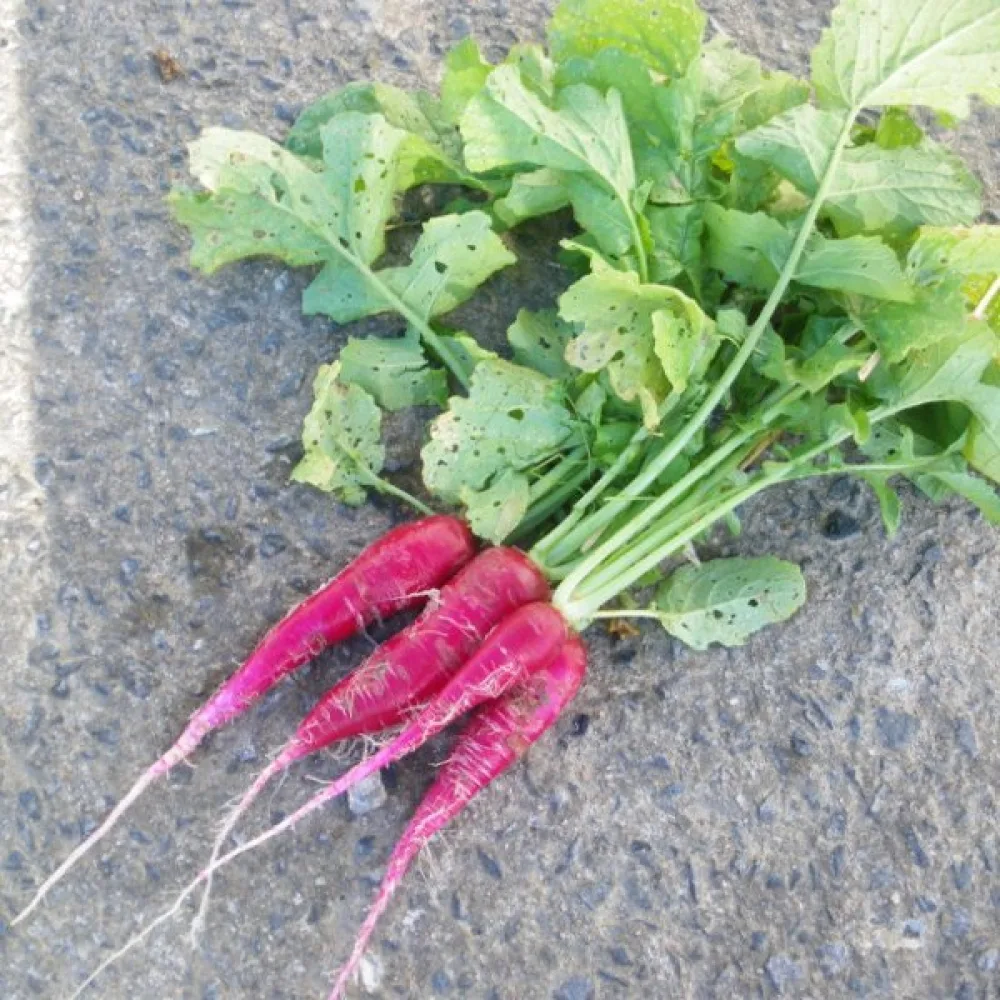 Japaninretikka 'Ostergruss'