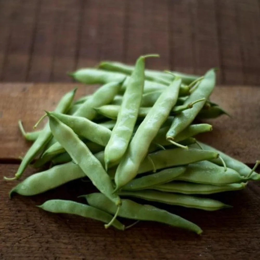 Kuivapapu Phaseolus vulgaris var. nanus 'Coco Noir-Starazagorski'