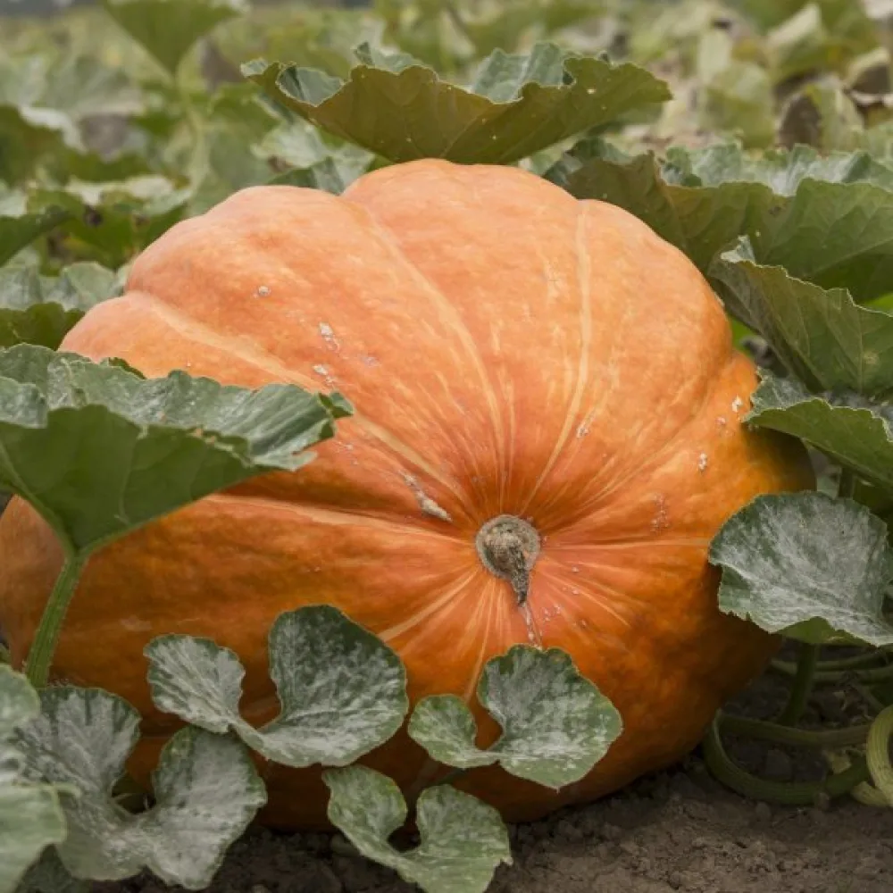 Kurpitsa 'Atlantic Giant'