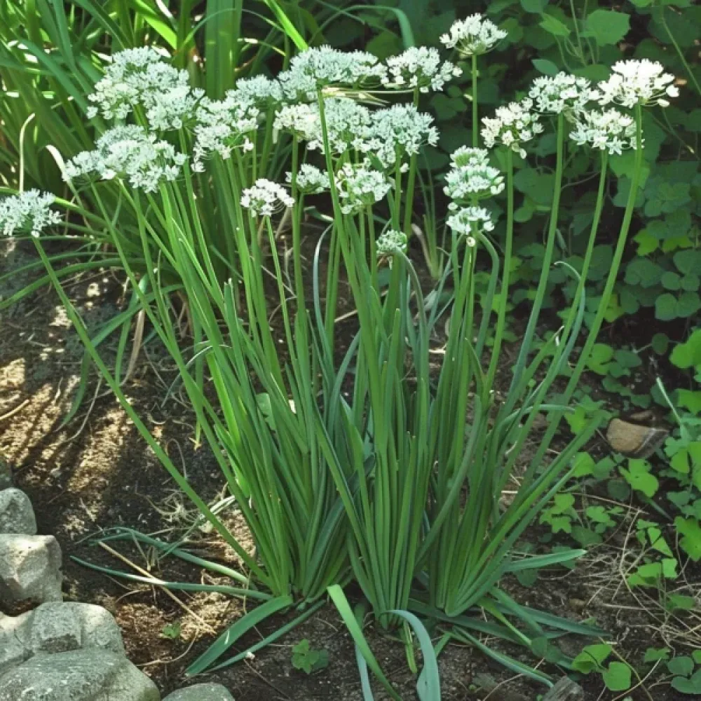 Kiinanruohosipuli Allium tuberosum