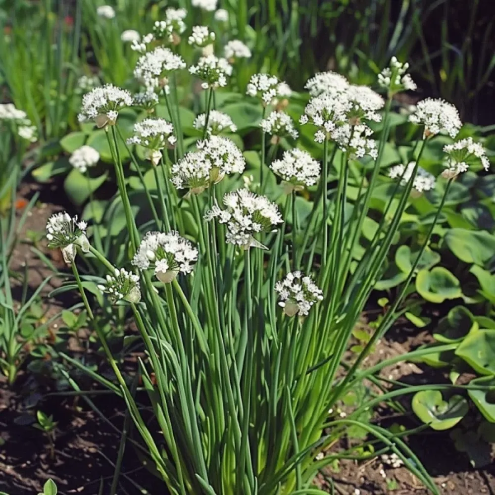 Kiinanruohosipuli Allium tuberosum