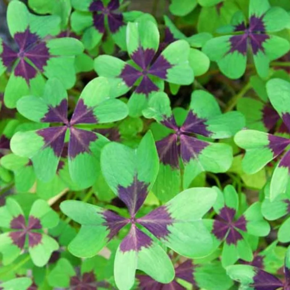 Onnenapila 'iron cross'