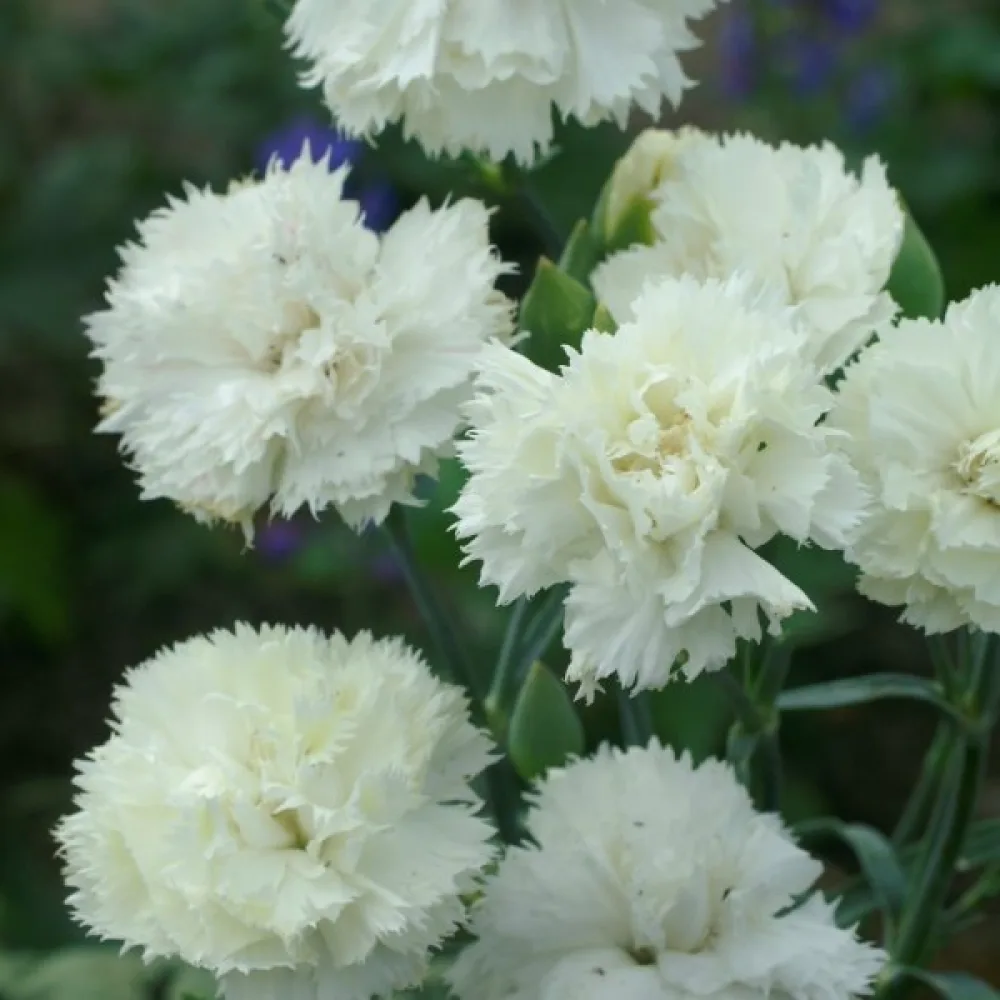 Neilikka Chabaud 'Jeanne Dionis'