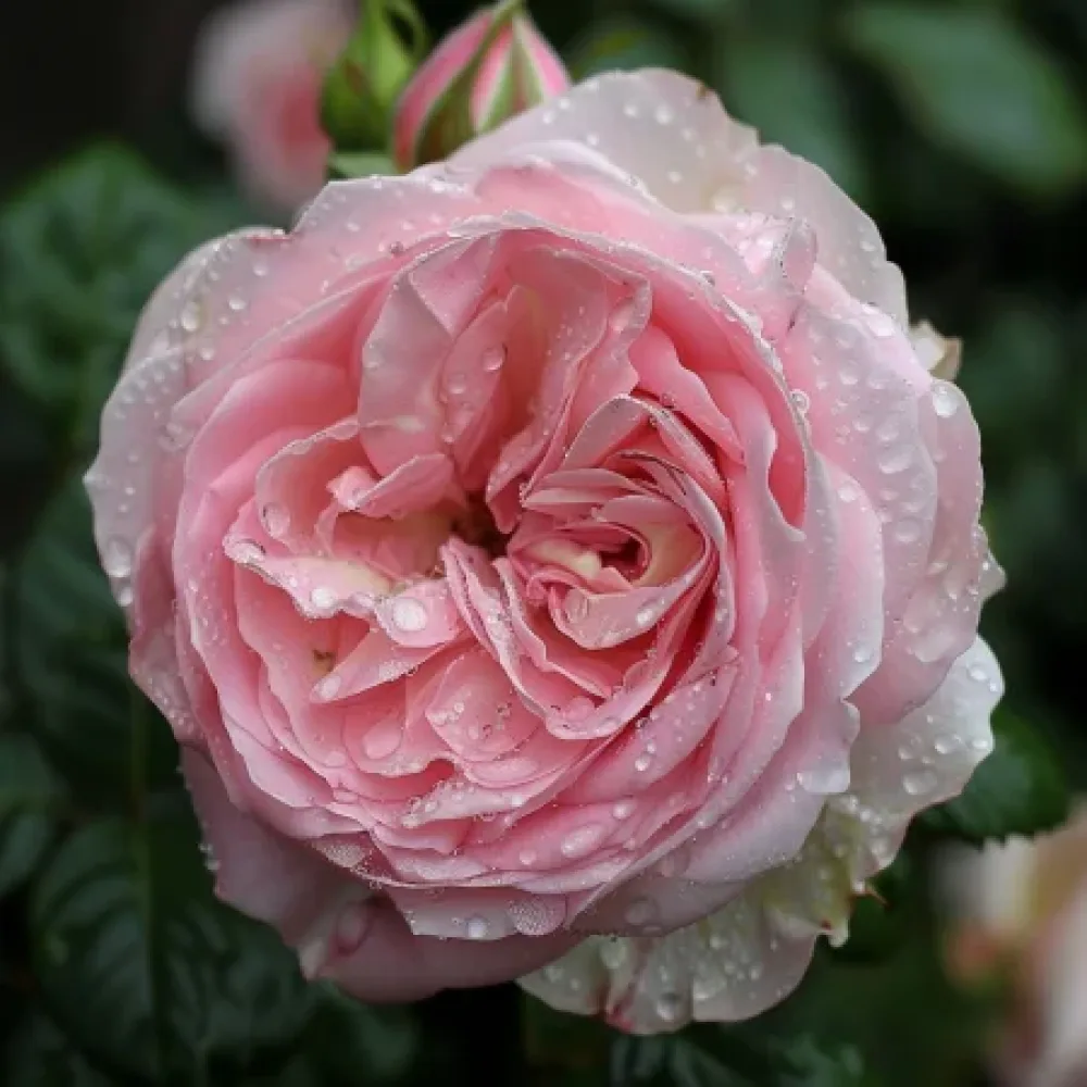 Ruusu 'Lightflora' – paljasjuurinen