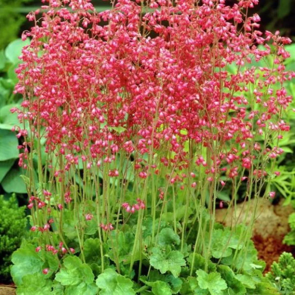 Verikeijunkukka 'Bressingham' – sekoitus