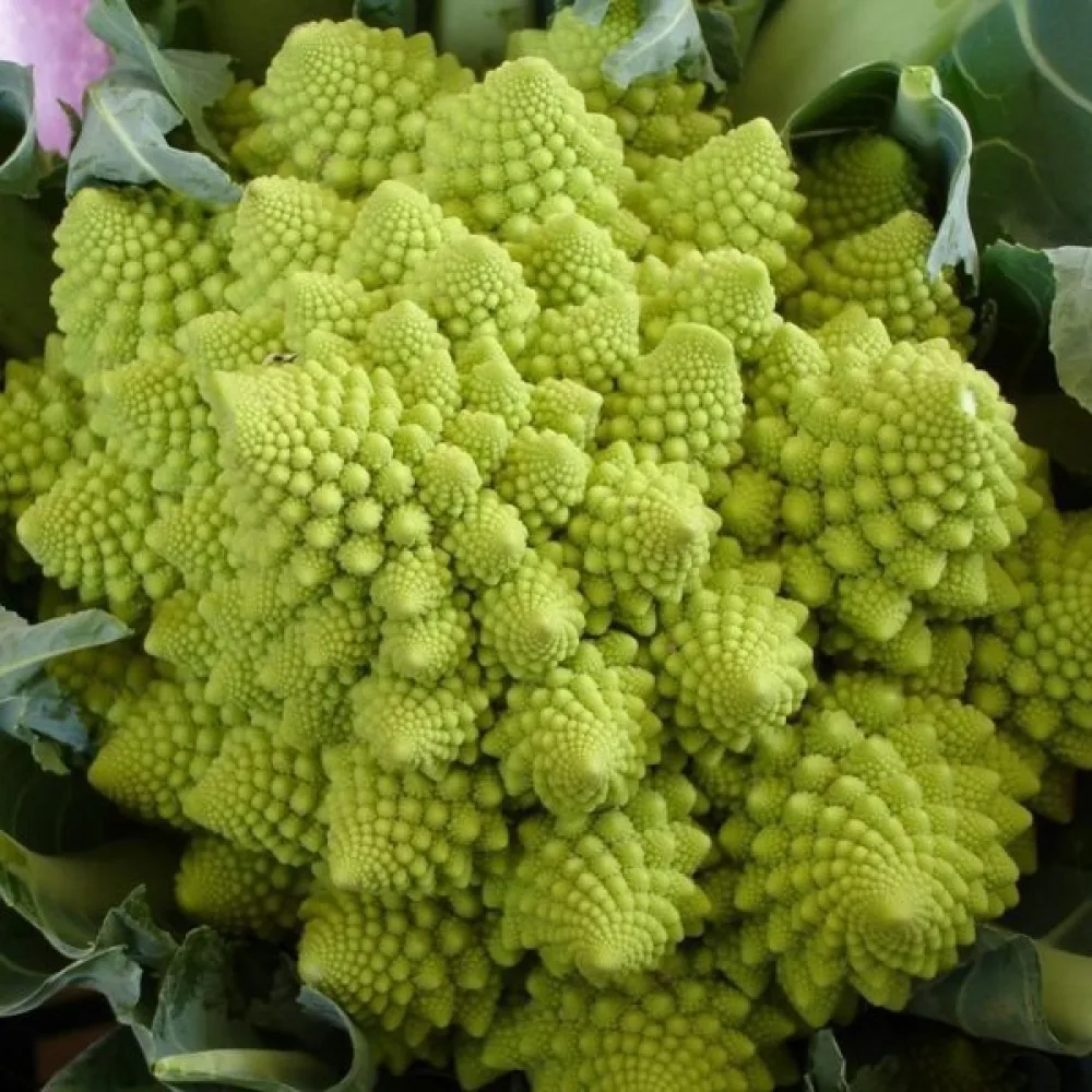 Kukkakaali 'Romanesco Natalino'