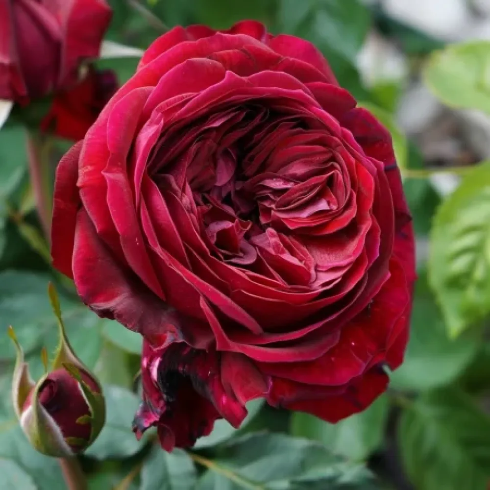 Ruusu 'Ruby Rose' – paljasjuurinen
