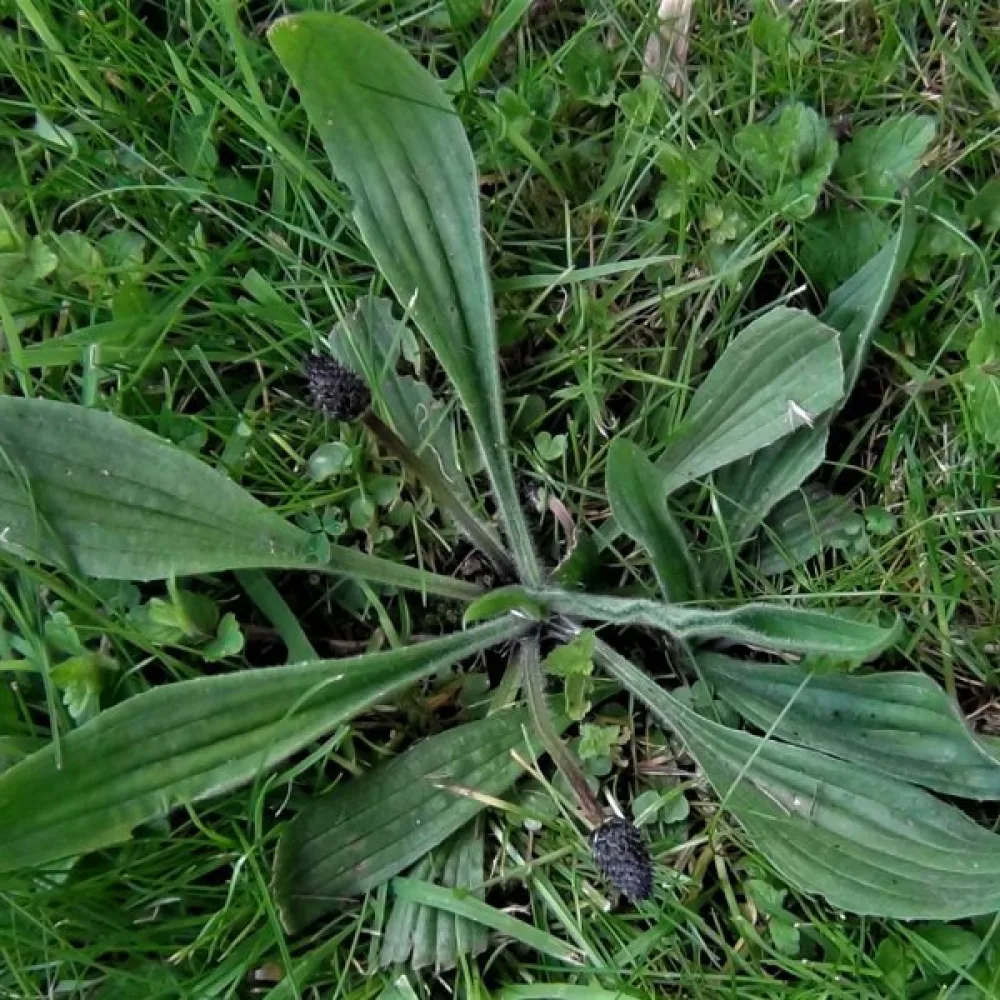 Heinäratamo, luonnonmuoto