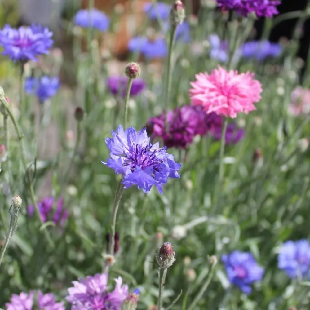 Ruiskaunokki Centaurea cyanus, matala, sekoitus