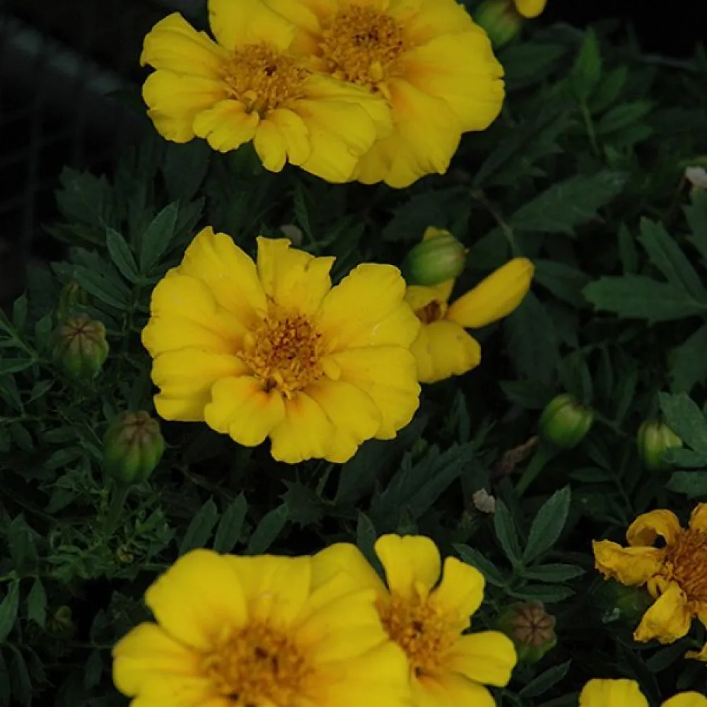 Ruusukesamettikukka 'Sunny Yellow'