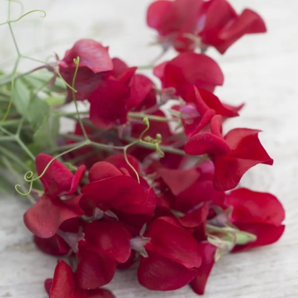 Tuoksuherne Lathyrus odoratus – punainen