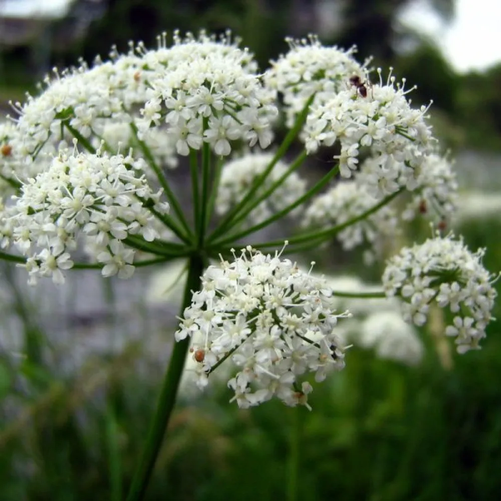 Karhunputki Angelica sylvestris