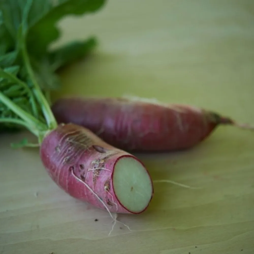 Japaninretikka 'Ostergruss'
