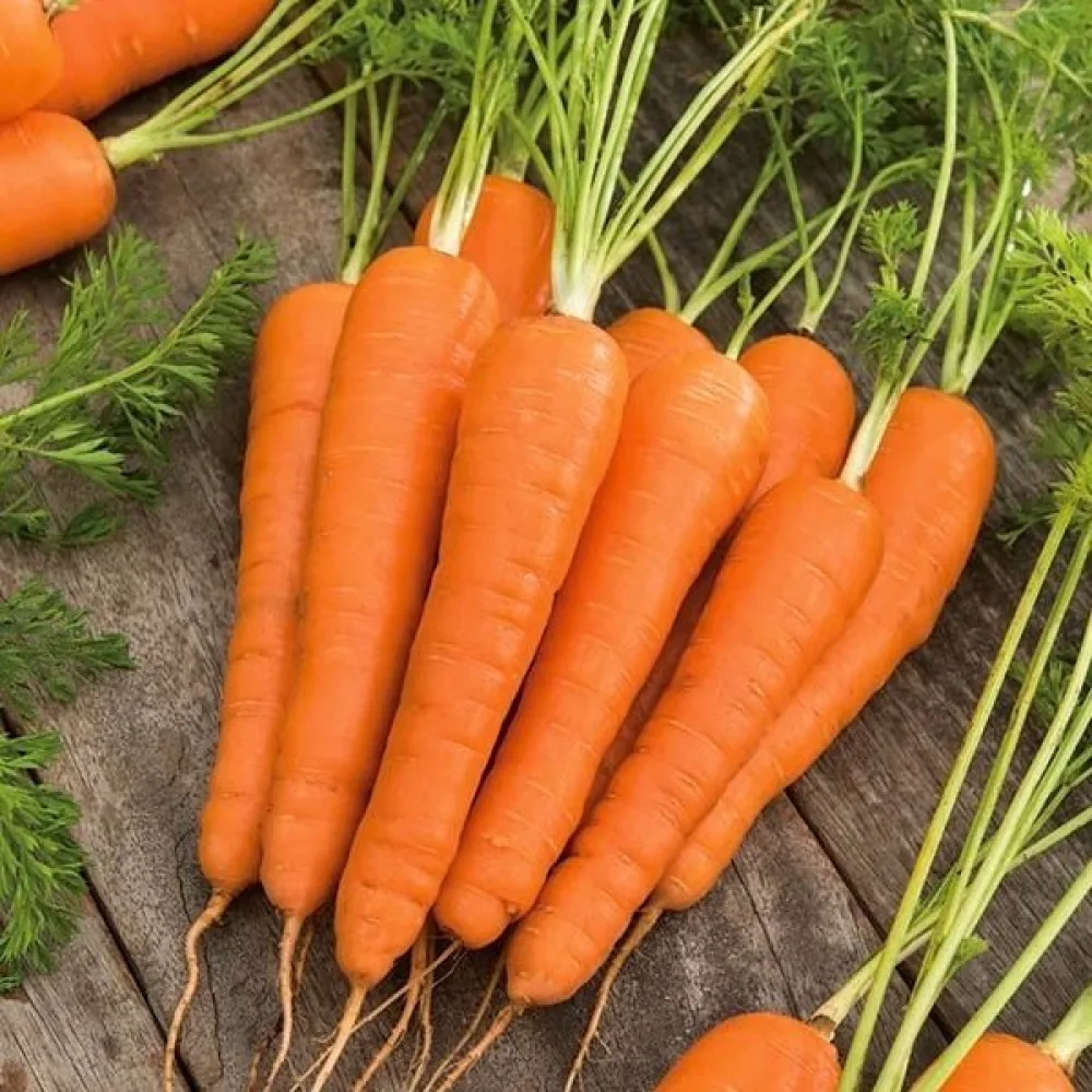 Porkkana 'Koral'