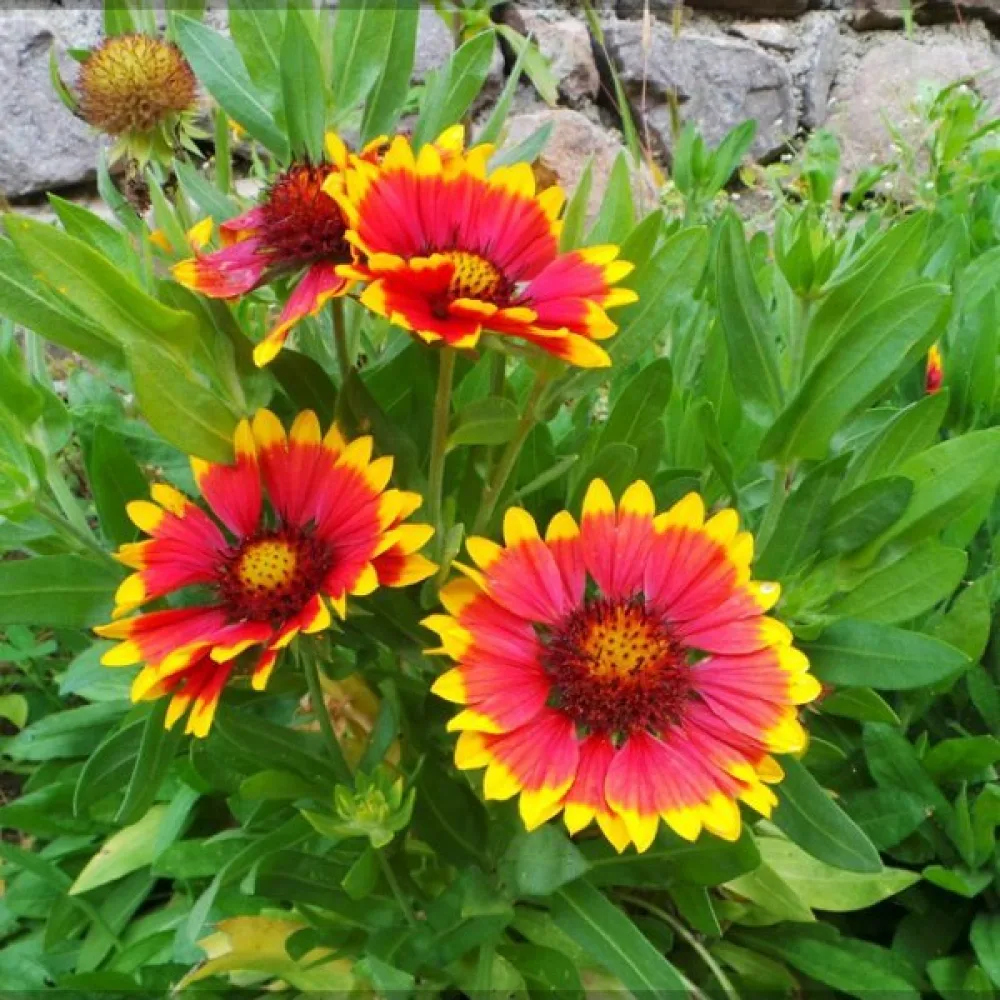 Kokardikukka Gaillardia aristata, sekoitus