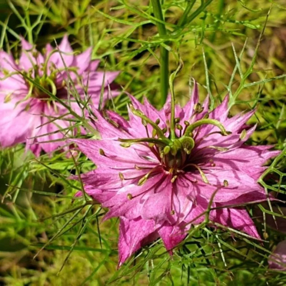 Neidonkukka 'Persian Rose'