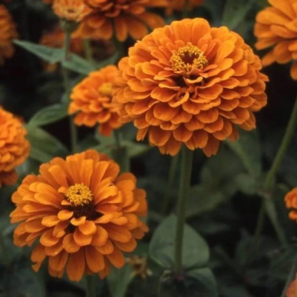 Tarhatsinnia 'Orange Gem'