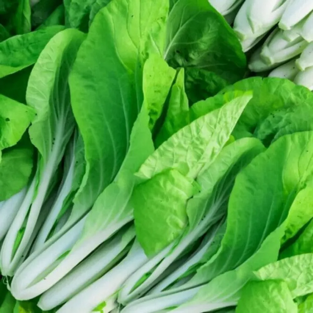 Pak choi, valkoinen