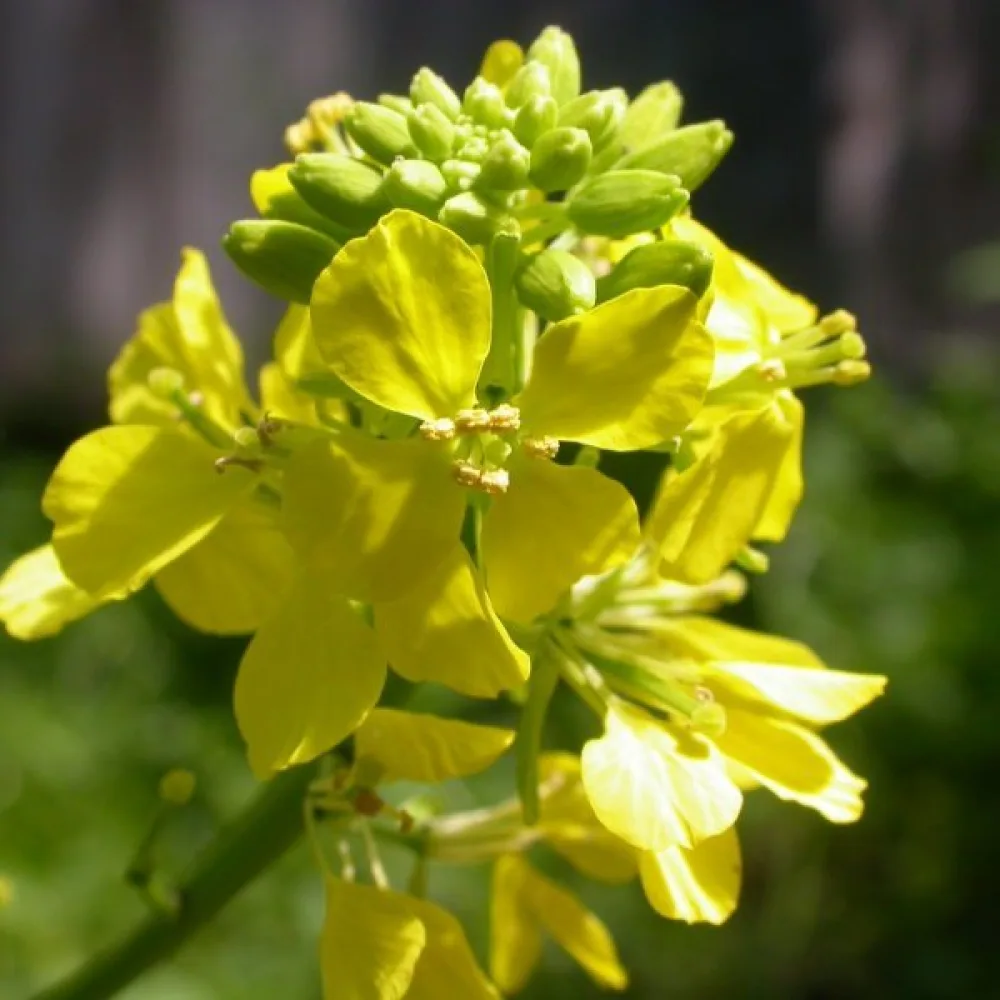 Mustasinappi Brassica nigra