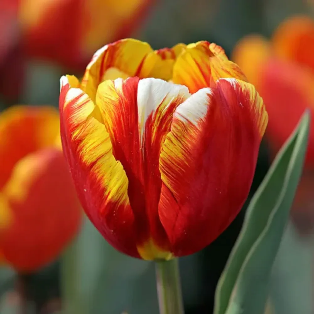 Tulppaani 'Dow Jones'