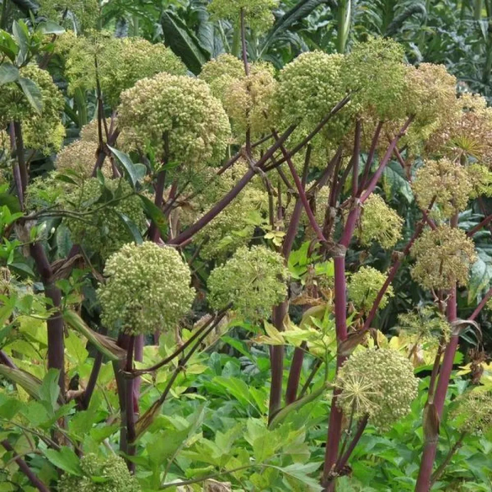 Väinönputki Angelica archangelica