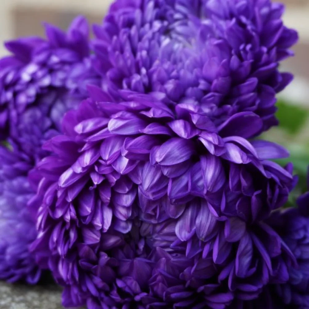 Kesäasteri 'Apollonia' – violetti