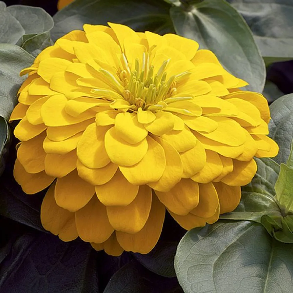 Tarhatsinnia 'Golden Gem'