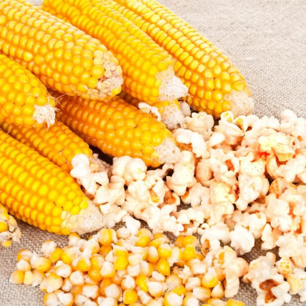 Popcornmaissi 'Dobosz'
