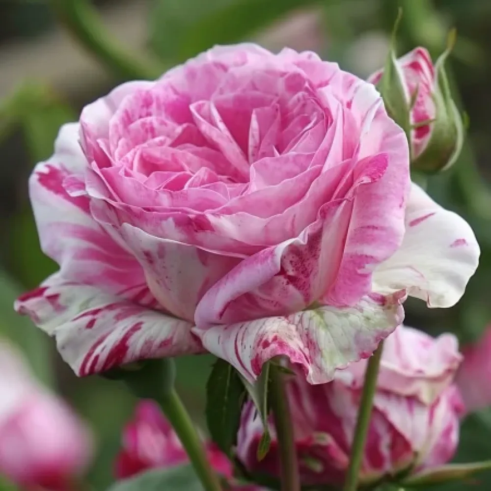 Ruusu 'Floral Whirl' – paljasjuurinen