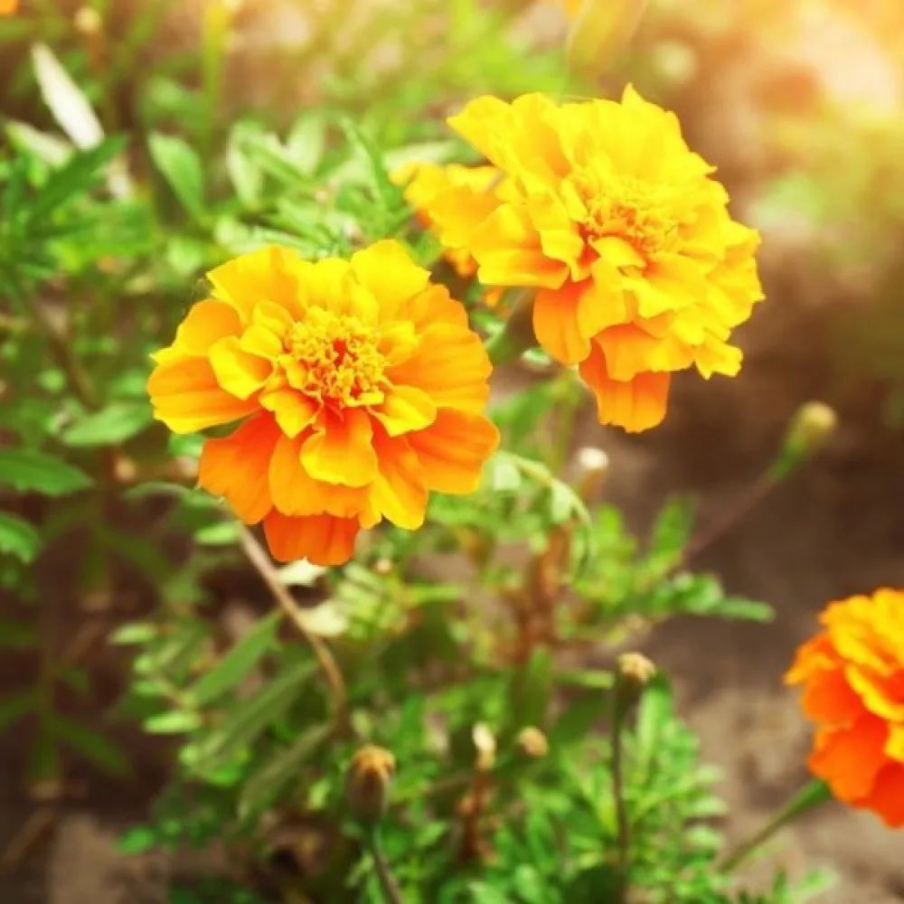 Ruusukesamettikukka 'Petite Orange'