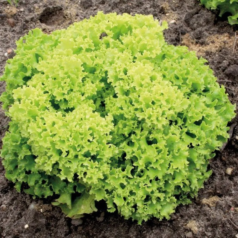 Salaatti 'Lollo Bionda'